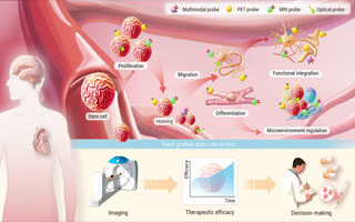Molecular imaging-guided regenerative medicine: visualizing in vivo functional behaviors of grafted stem cells